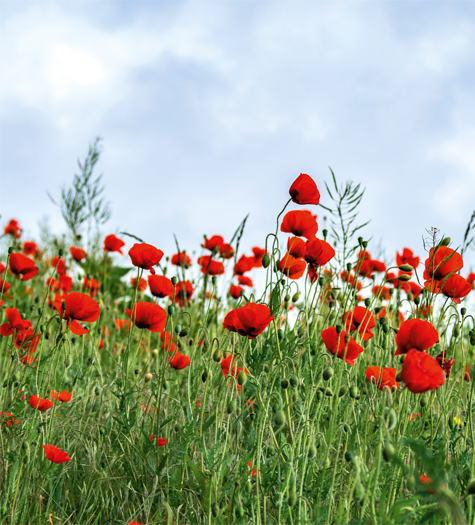 Read more about the article Poppy Appeal Wednesday 2 November – 11 November
