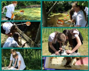 Images of students visiting the pond to catch and study the organisms.