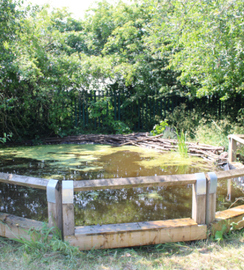 Read more about the article Helsby High School Pond Redevelopment