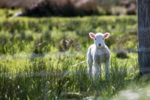 Photo of a lamb representing spring break. 