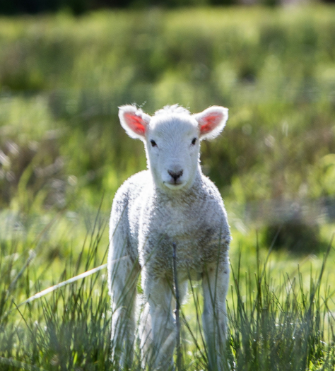 Photo of spring lamb.